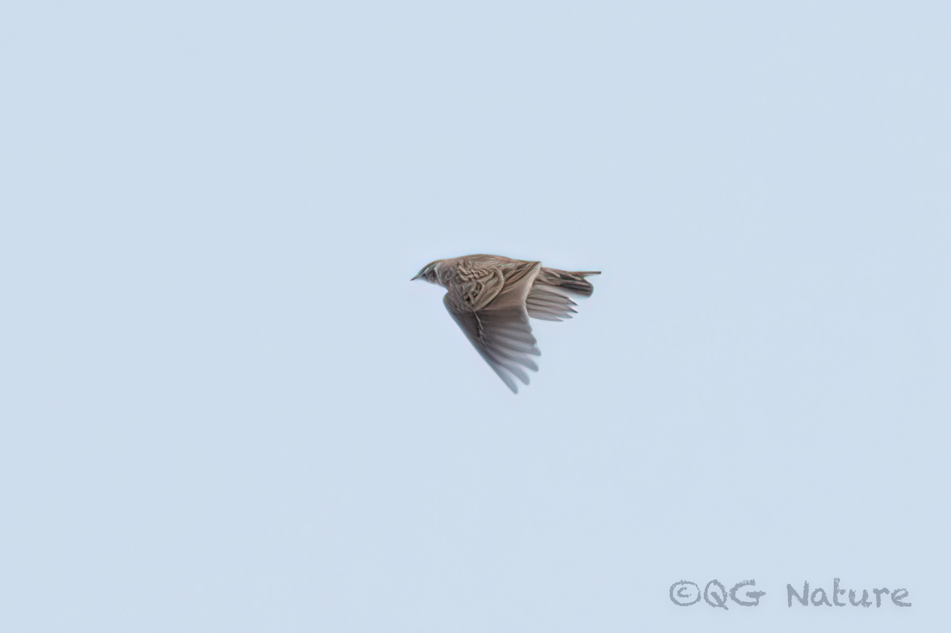 Eurasian Skylark
