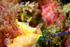 Doriopsilla areolata