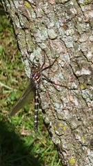 Didymops floridensis