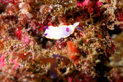 Felimida purpurea