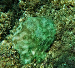 Porites panamensis