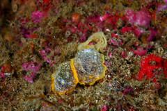 Doriopsilla areolata