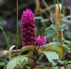 Phytolacca bogotensis