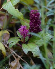 Phytolacca bogotensis