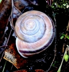 Helminthoglypta umbilicata