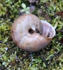 Helminthoglypta umbilicata