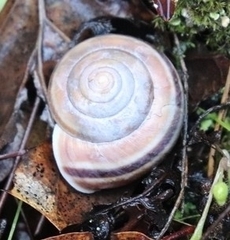 Helminthoglypta umbilicata
