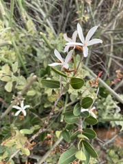 Ancylobothrys capensis