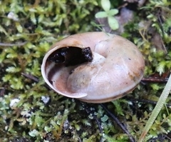 Helminthoglypta umbilicata