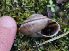 Helminthoglypta umbilicata