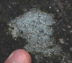 Rinodina