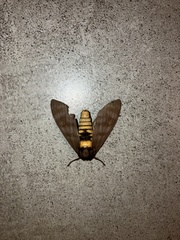 Pachydota
