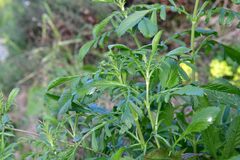 Centranthus calcitrapae