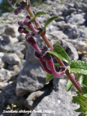 Scutellaria sibthorpii