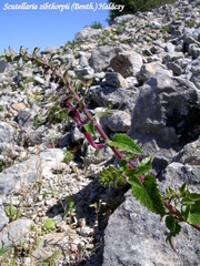 Scutellaria sibthorpii