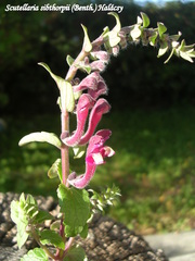 Scutellaria sibthorpii