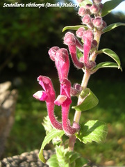 Scutellaria sibthorpii