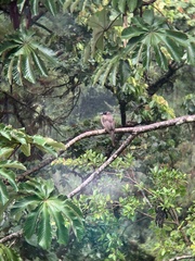 Psilorhinus morio