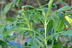 Centranthus calcitrapae