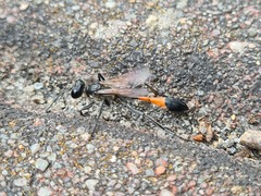 Ammophila sabulosa