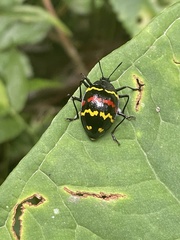Erotylus buckleyi