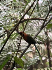 Baryphthengus martii