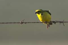 Crithagra flaviventris