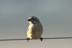 Crithagra flaviventris