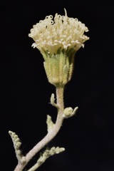 Chaenactis douglasii douglasii
