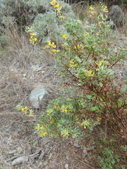 Acmispon dendroideus dendroideus