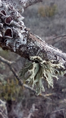Ramalina farinacea