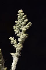 Chaenactis douglasii douglasii