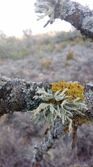 Ramalina farinacea