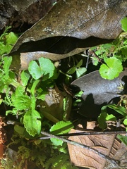 Craugastor fitzingeri