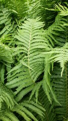 Matteuccia struthiopteris