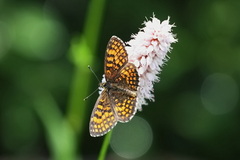 Melitaea celadussa