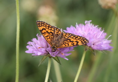 Melitaea deione