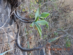 Agave attenuata