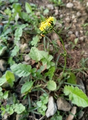 Youngia