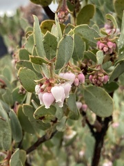 Arctostaphylos nissenana