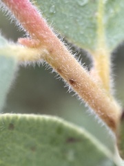 Arctostaphylos nissenana