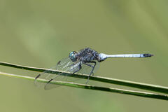 Orthetrum