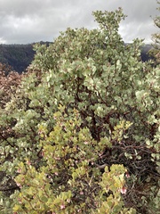 Arctostaphylos nissenana