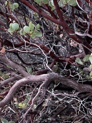 Arctostaphylos nissenana