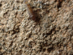 Entomobryomorpha