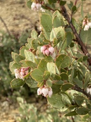 Arctostaphylos nissenana