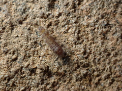 Entomobryomorpha