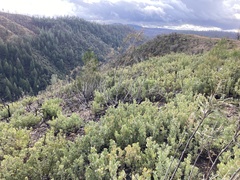 Arctostaphylos nissenana