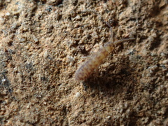 Entomobryomorpha