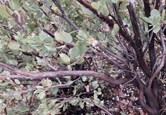 Arctostaphylos nissenana